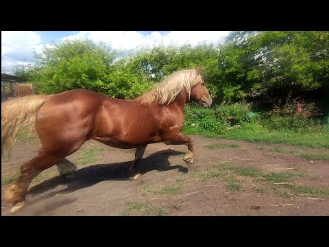 Видео: Ликер, Баланс, Лакмус и Суффикс.