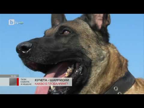 Видео: Тази Събота: Кучета - шампиони