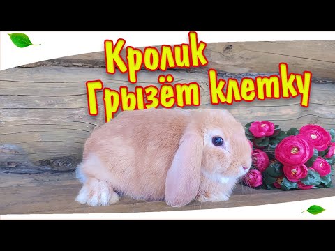 Видео: Почему кролик грызет клетку, что делать?