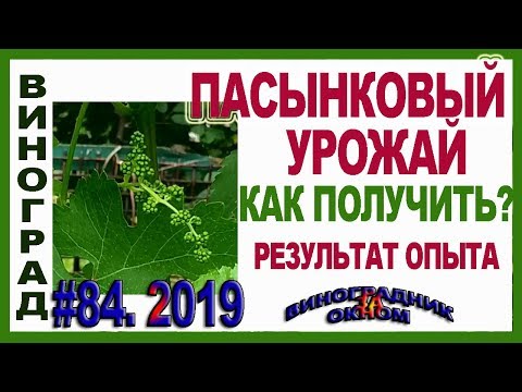 Видео: 🍇 Пасынковый урожай винограда. Соцветия на пасынках. Результаты опыта. Прищипка побегов весной.