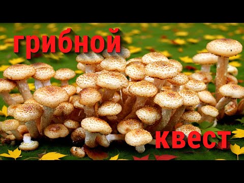 Видео: Опята осенние.  2 сентября 2025