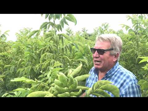 Видео: Производство на орехови дръвчета от сорта СНАНДЛЕР и други