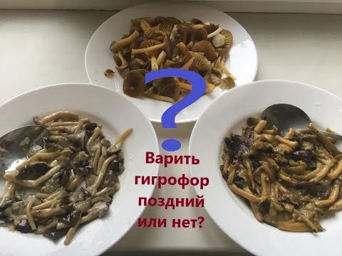 Видео: Варить или нет гигрофор поздний? Вкус жареного гигрофора позднего после отваривания и без