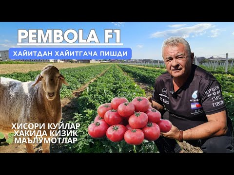 Видео: ХАЙИТДАН ХАЙИТГАЧА ПОМИДОР ТАЙЁР.