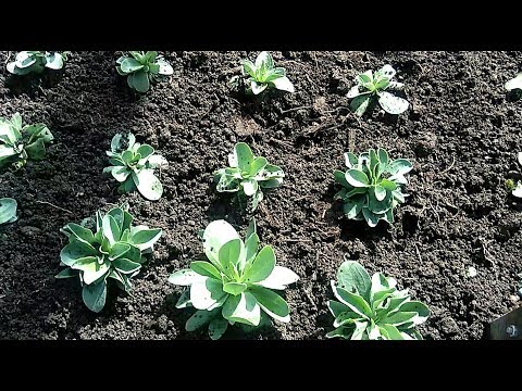 Видео: Эустома! Высадка на грядку! Поспешишь, людей насмешишь!
