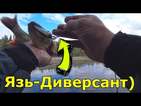Видео: Щука, Кумжа и Язь-Диверсант) Рыбалка в Карелии! Часть 4.