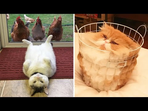 Видео: Кошачья логика, которую не дано понять человеку (3 серия)
