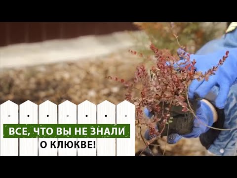 Видео: Выращиваем клюкву на садовом участке. Где клюква не сможет расти?