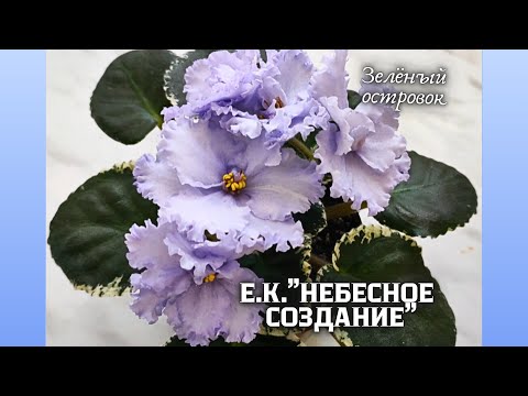 Видео: Очаровательная фиалка сорт "Небесное создание".