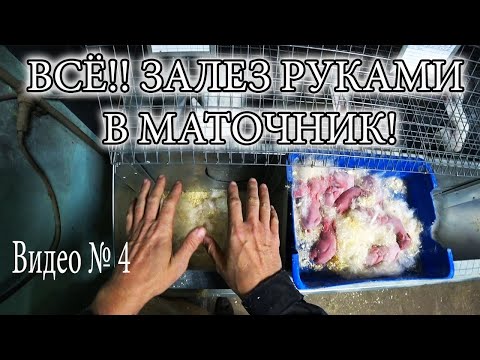 Видео: ОКРОЛ КРОЛИКОВ
