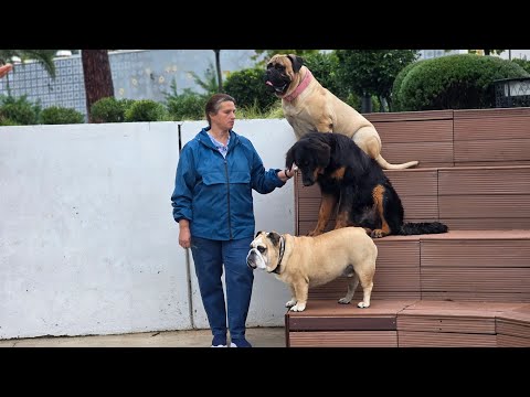 Видео: Выездные уроки. Работа со стаей. Интенсив. 