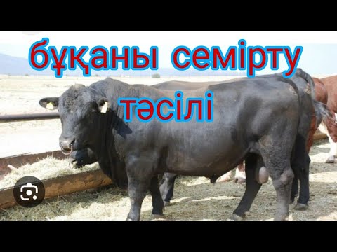 Видео: малды үш кезеңге бөліп семірту құпиясы