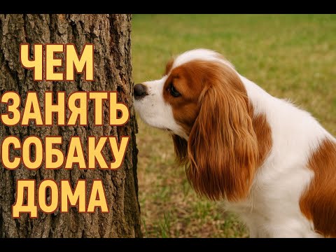 Видео: 3 простые игры, чтобы собака спокойно оставалась в комнате/Как занять Лилу #кавалерспаниель #dog