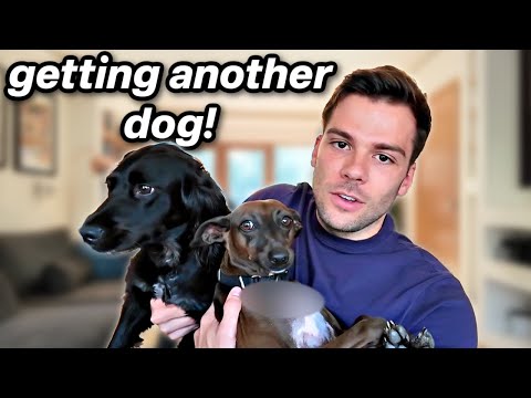 Видео: 6 причин, по которым вам НЕ следует заводить вторую собаку!