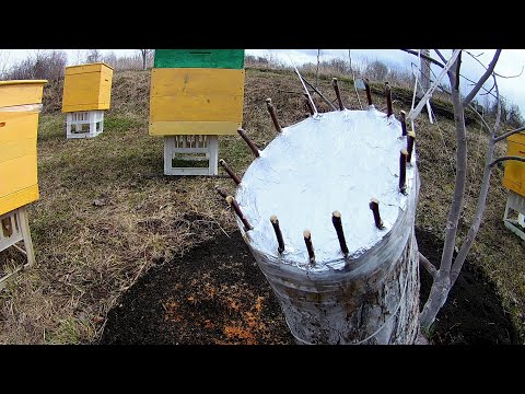Видео: Яблоня. Как я перепривил старую яблоню "за кору" весной