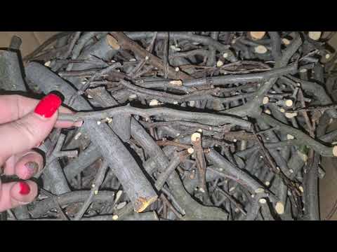 Видео: Самое Вкусное для Шиншилл на Веточках!)) Почему Шиншиллы Любят Тоненькие веточки!)