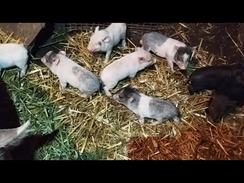 Видео: ВЬЕТНАМСКИЕ ПОРОСЯТА НА ПРОДАЖУ🐷СМАЧНОЕ САЛО