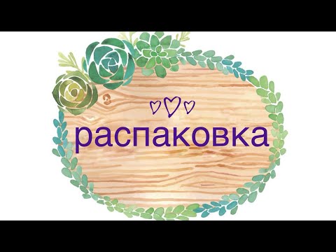 Видео: Суккуленты. Распаковка посылки. Обзор спустя два месяца #echeveria #succulent 