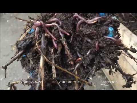 Видео: Калифорнийский червь в теплице и биогумус  из отходов лука 04 12 17