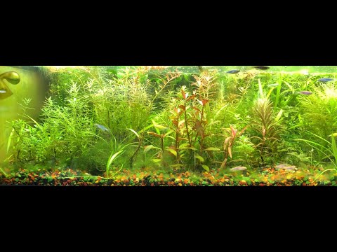 Видео: Перезапуск аквариума! Как сделать правильно, и надо ли вообще его делать? что нового на разводне