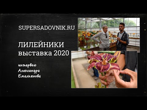 Видео: Интервью с Александром Емельяновым на выставке лилейников 2020: обзор самых модных сортов лилейников