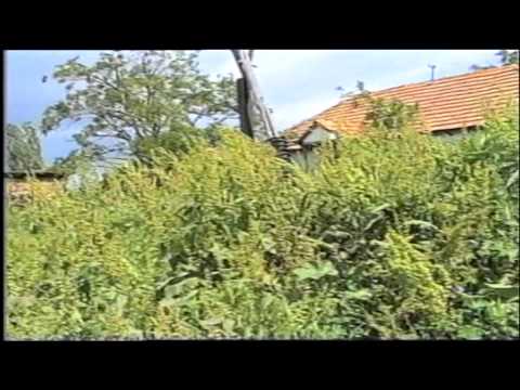 Видео: АЛИНЦИ