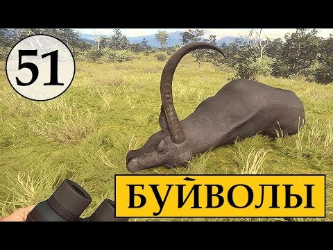 Видео: ОХОТА на Азиатских БУЙВОЛОВ TheHunter Call of the Wild # 51