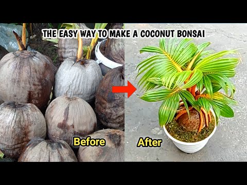 Видео: ПРОСТОЙ СПОСОБ СДЕЛАТЬ КОКОСОВЫЙ БОНСАЙ