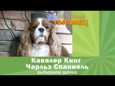 Видео: Кавалер Кинг Чарльз Спаниель: КАК ВЫБРАТЬ ЩЕНКА