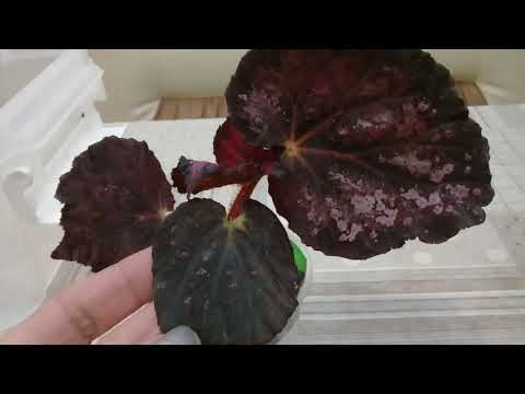 Видео: КОМНАТНЫЕ ЦВЕТЫ. РАСПАКОВКА ПОСЫЛКИ С ДЕКОРАТИВНО - ЛИСТВЕННЫМИ БЕГОНИЯМИ.