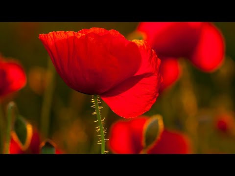 Видео: Музыка Андрея Наплёкова.Код для удобства в закрепке.Красивые мелодии.Слушай целый день.