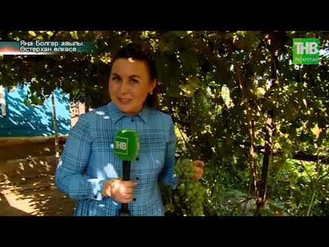Видео: Яңа Болгар авылы,  Әстерхан өлкәсе | ТНВ