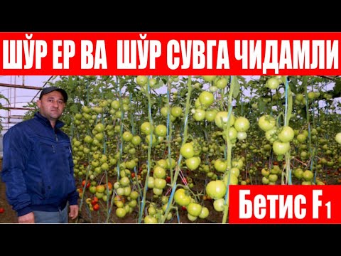 Видео: Бетис F1-Шўр ерга ва шўр сувга чидамли дурагай (Tomato Betis F1-Sakata)