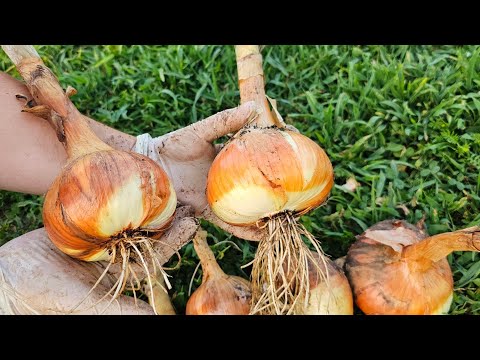 Видео: Почему гниет красный лук и как его правильно хранить?