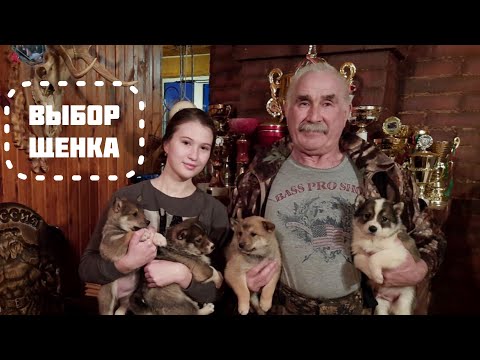 Видео: Александр Константинович выбирает щенка 🐕Часть 3