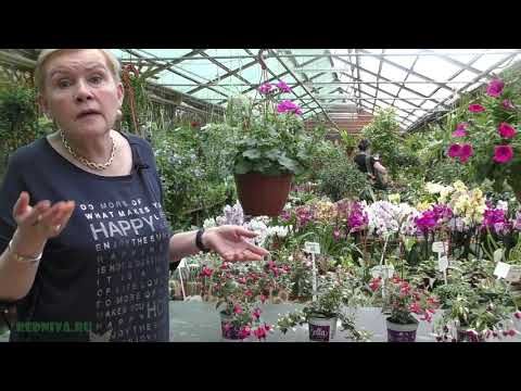 Видео: Фуксия.