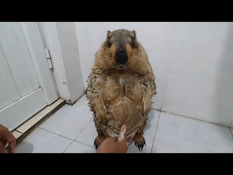 Видео: сурок неживой во время купания