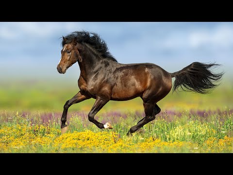 Видео: Расслабляющая музыка для глубокого сна 🌿 Целебная энергия против тревоги и стресса №14