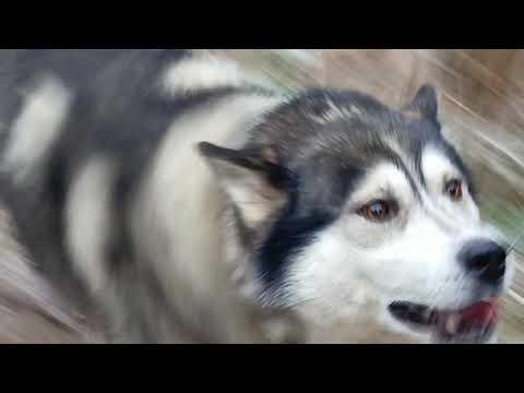 Видео: Прогулка с Чарликом. по осеннему лесу