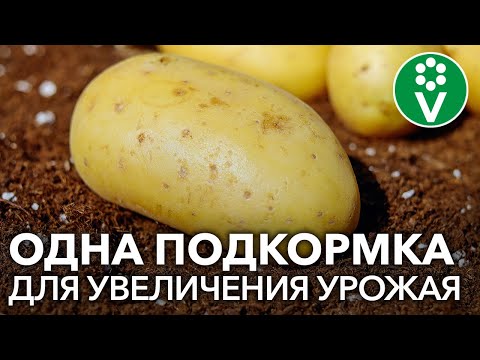 Видео: ПОДКОРМИТЕ КАРТОФЕЛЬ ТАК для крупного, здорового и хорошо хранящегося урожая!