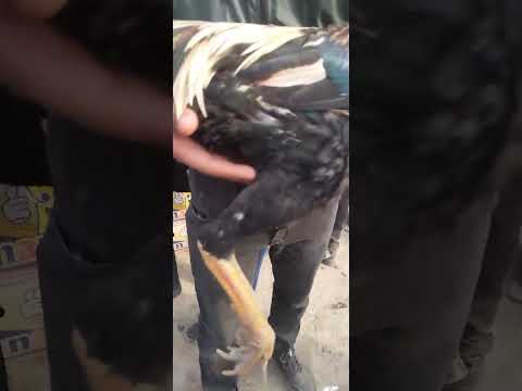 Видео: Дакан бозори холдевонбек 22 октября 2025 г.