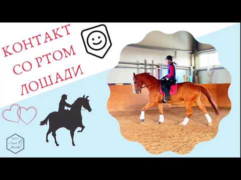 Видео: КОНТАКТ СО РТОМ ЛОШАДИ