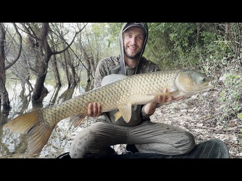 Видео: Полная Рыбалка на карпа-амура-линя