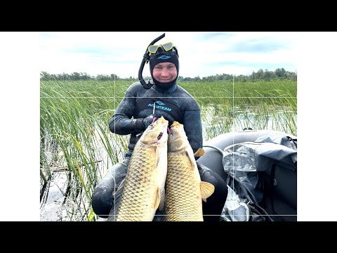Видео: Вот так УДАЧА на Подводной охоте😱😱. Огромные Сазаны в Протоках Реки Белой