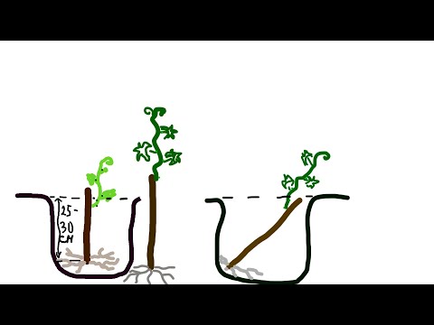 Видео: Как садить виноград. Особенности и сроки посадки