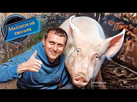 Видео: Свиноматки породы ландрас плюсы и минусы! 
