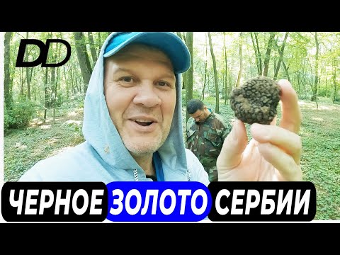 Видео: ОХОТА НА ЧЕРНЫЙ ТРЮФЕЛЬ СО СПЕЦИАЛЬНОЙ СОБАКОЙ! СЕЗОН ЛЕТНЕГО ЧЕРНОГО ТРЮФЕЛЯ - TUBER AESTIVUM!