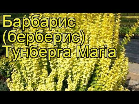 Видео: Купила новый Барбарис "Мария", цветы в саду, музыка💞🌸🪻🌷☀️