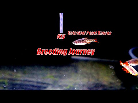 Видео: Разведение и выращивание данио «Небесный жемчуг» (CPD): мой путь!