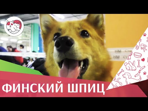 Видео: Финский шпиц на ilikepet. Особенности породы, уход